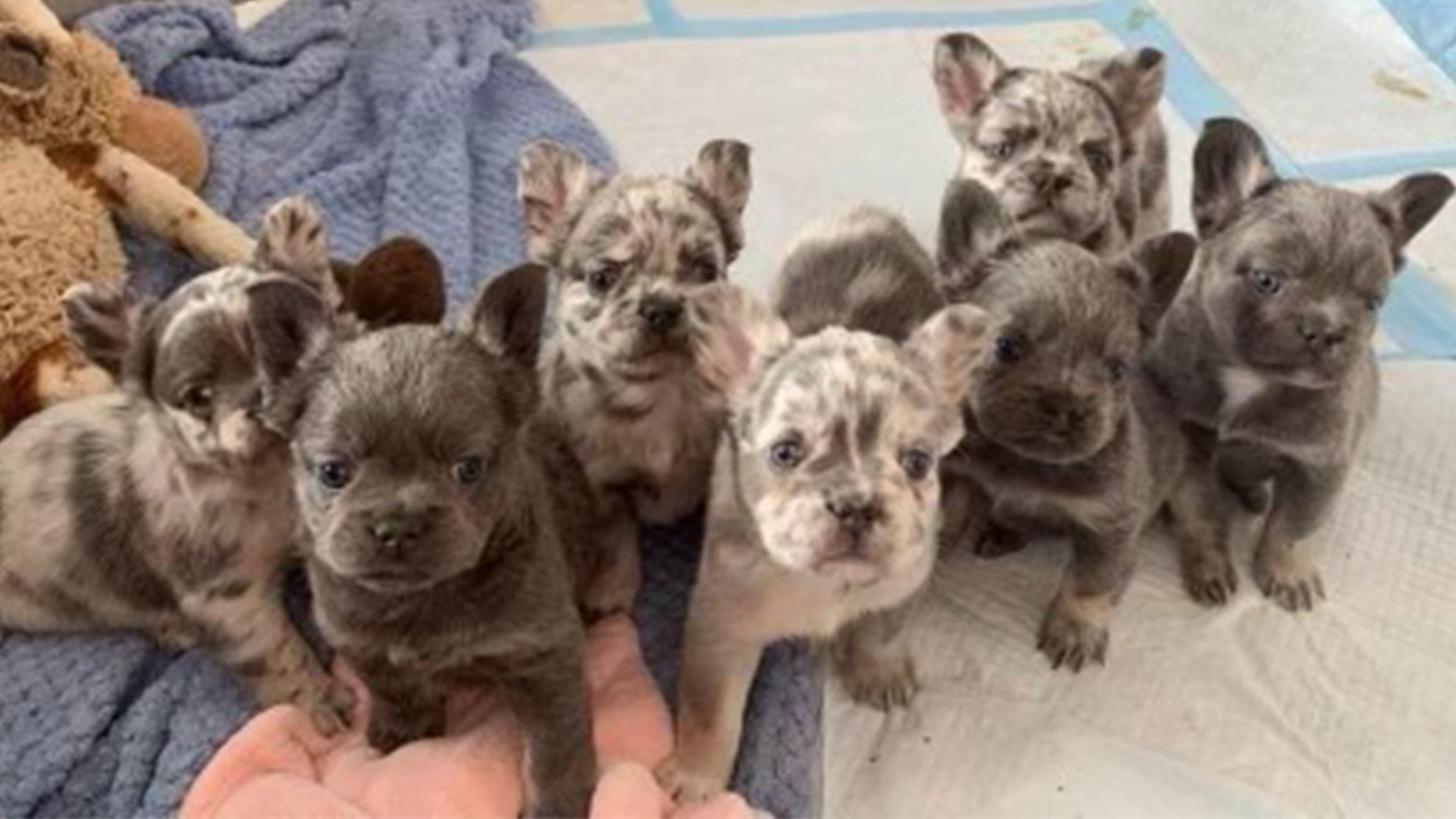 Eight exotic french bulldog puppies