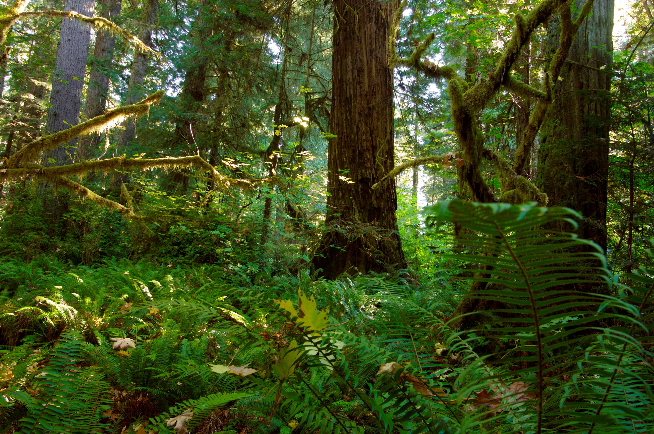 Humboldt County Forest
