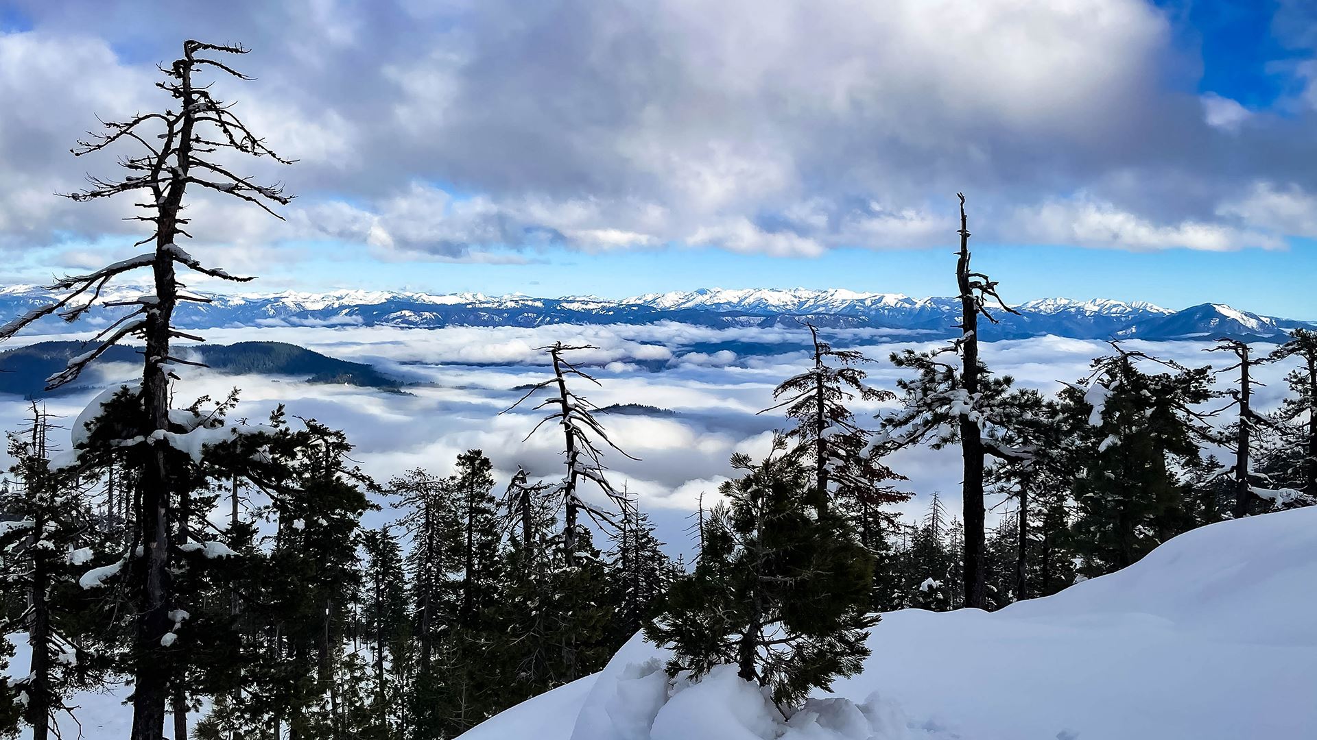 Snow covered mountains and trees