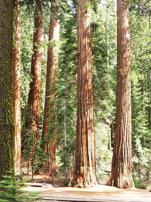 Redwoods standing tall on a summer day.