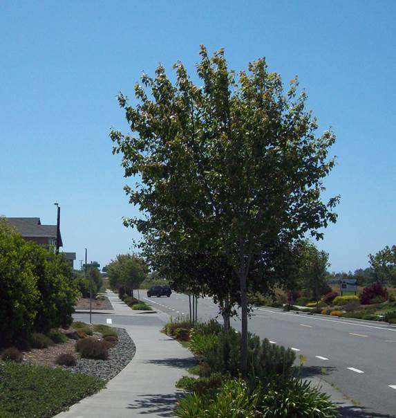Picture of an urban road emphasizing the sidewalk and landscape strip