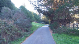 Tree limbs overhanging the road