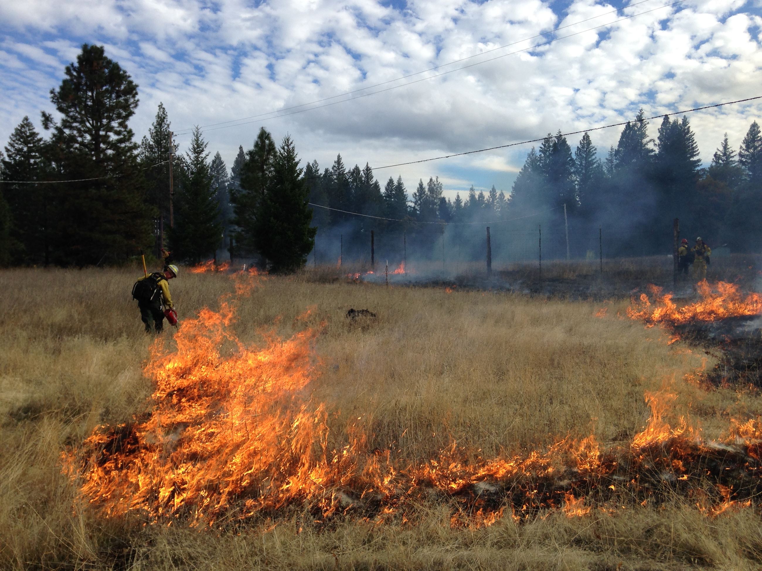 Man using a drip torch on tall grass