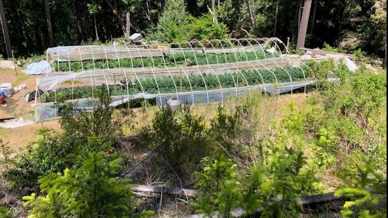 Cannabis growing in a greenhouse