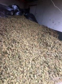 Cannabis being processed for destruction