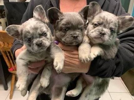 Three exotic french bulldog puppies