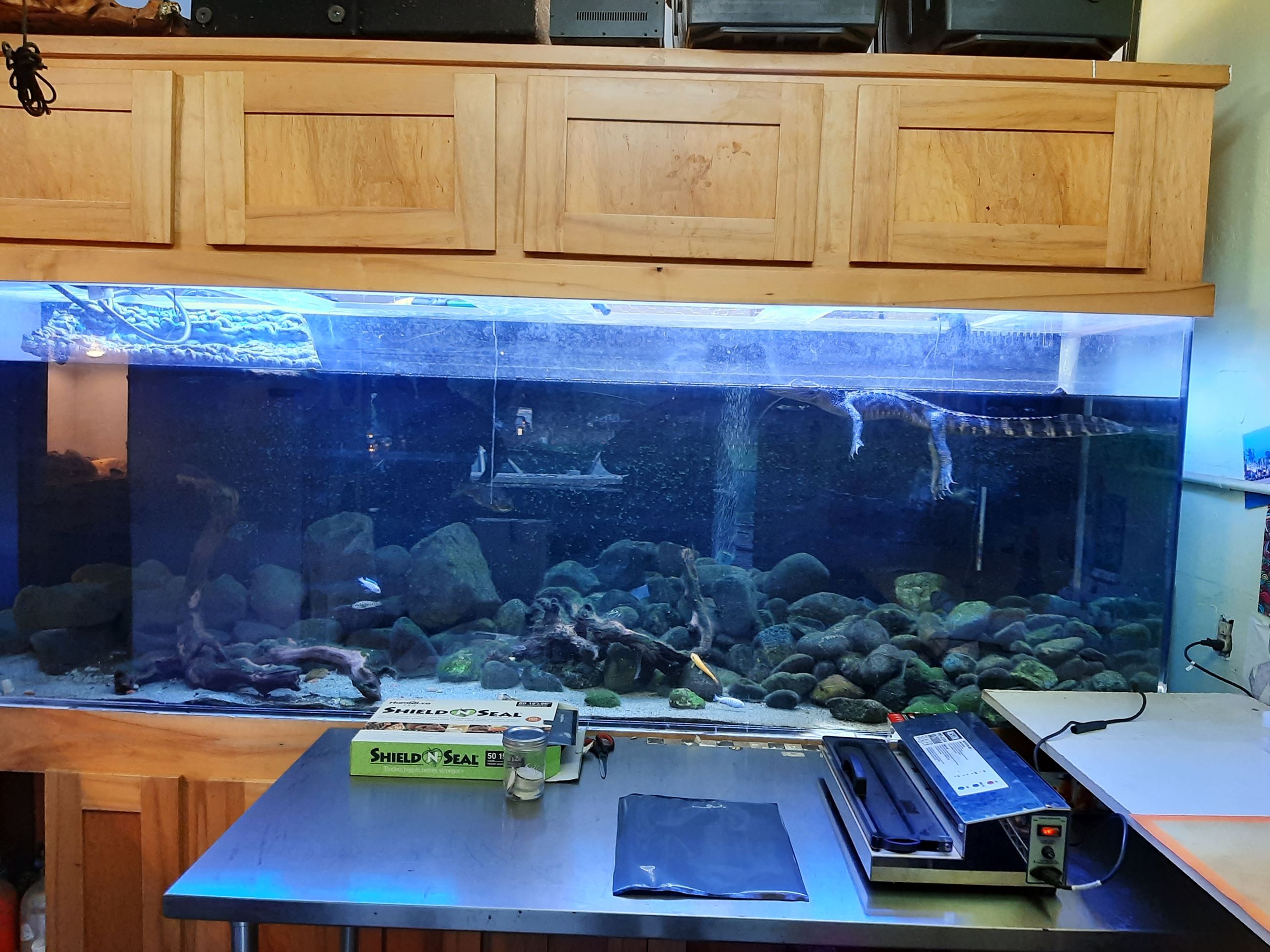 An illegally-owned dwarf alligator inside a tank