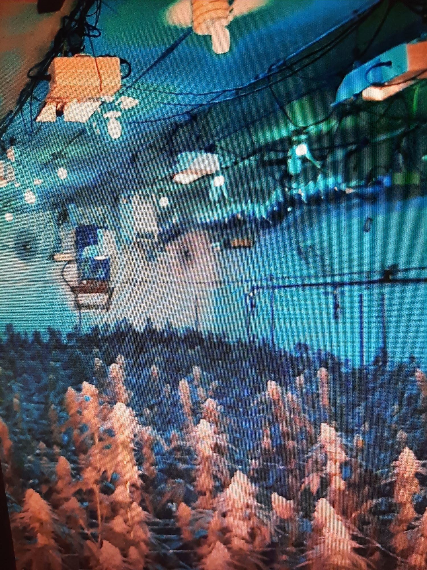 Indoor cannabis cultivation 