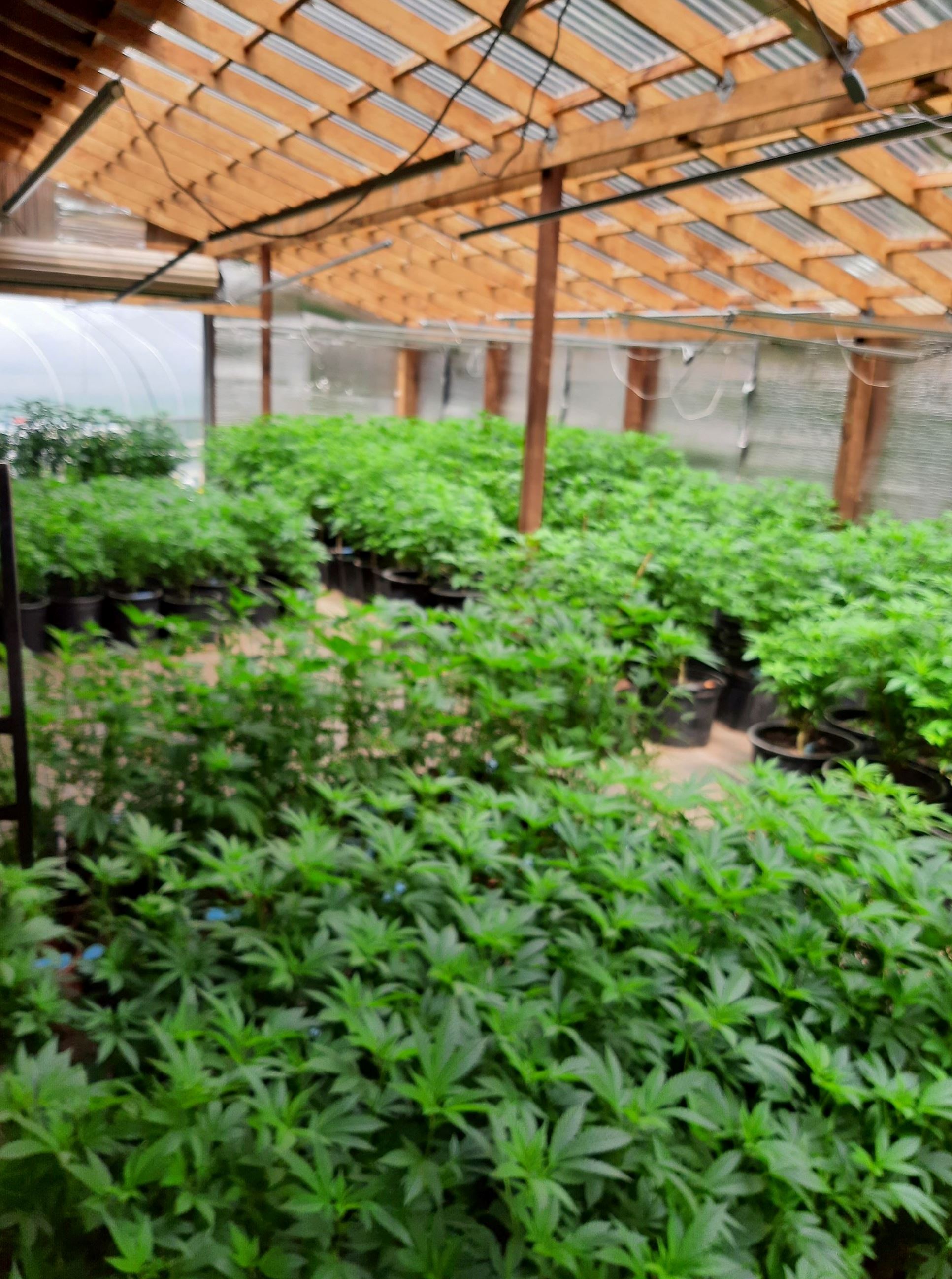 Growing cannabis plants