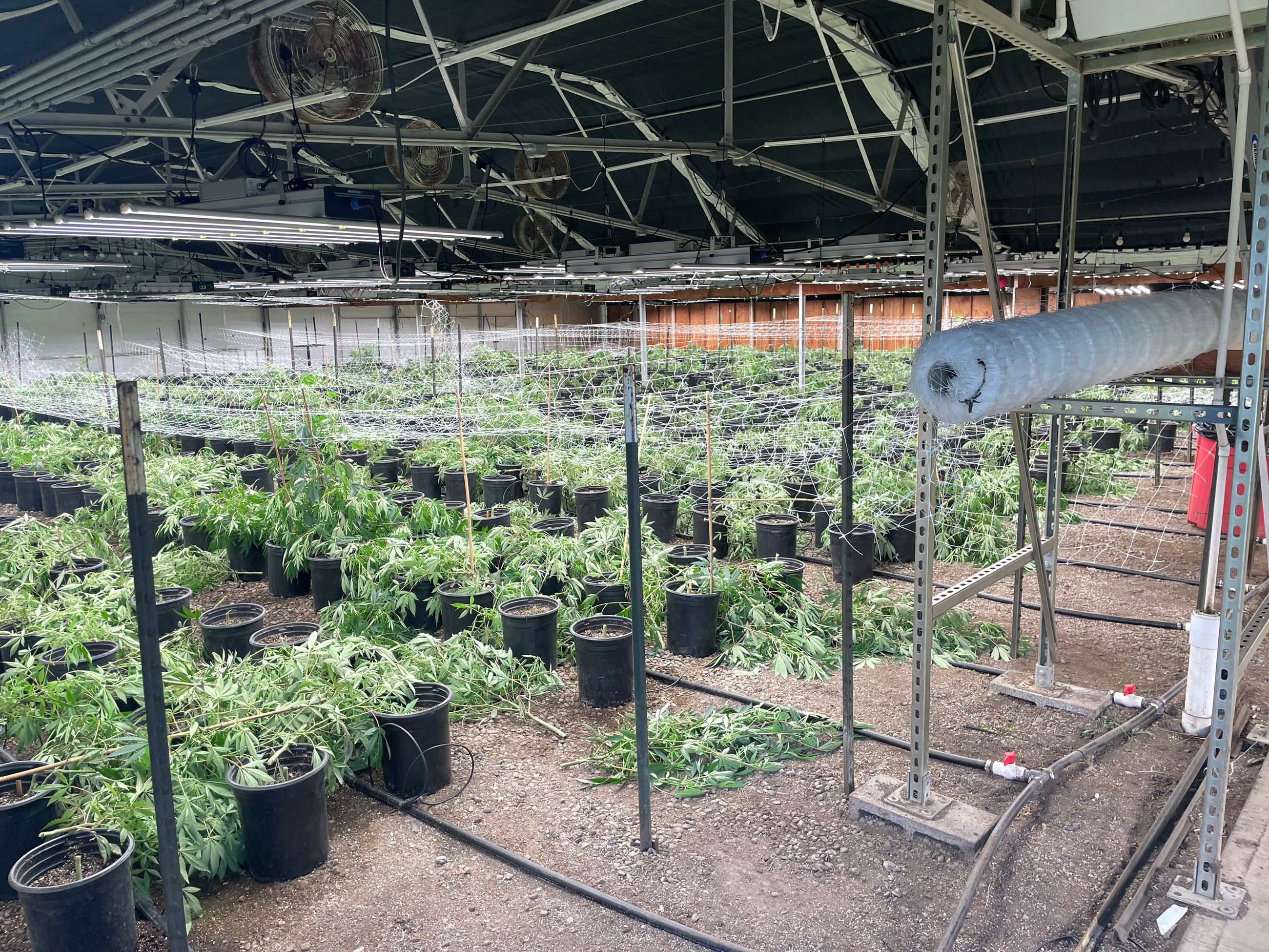 Indoor Marijuana Grow