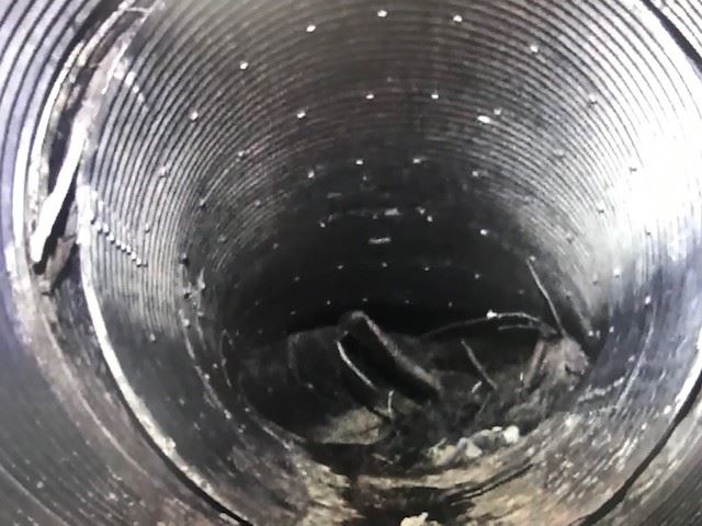 Briceland Thorne  from Video5 11_08_19