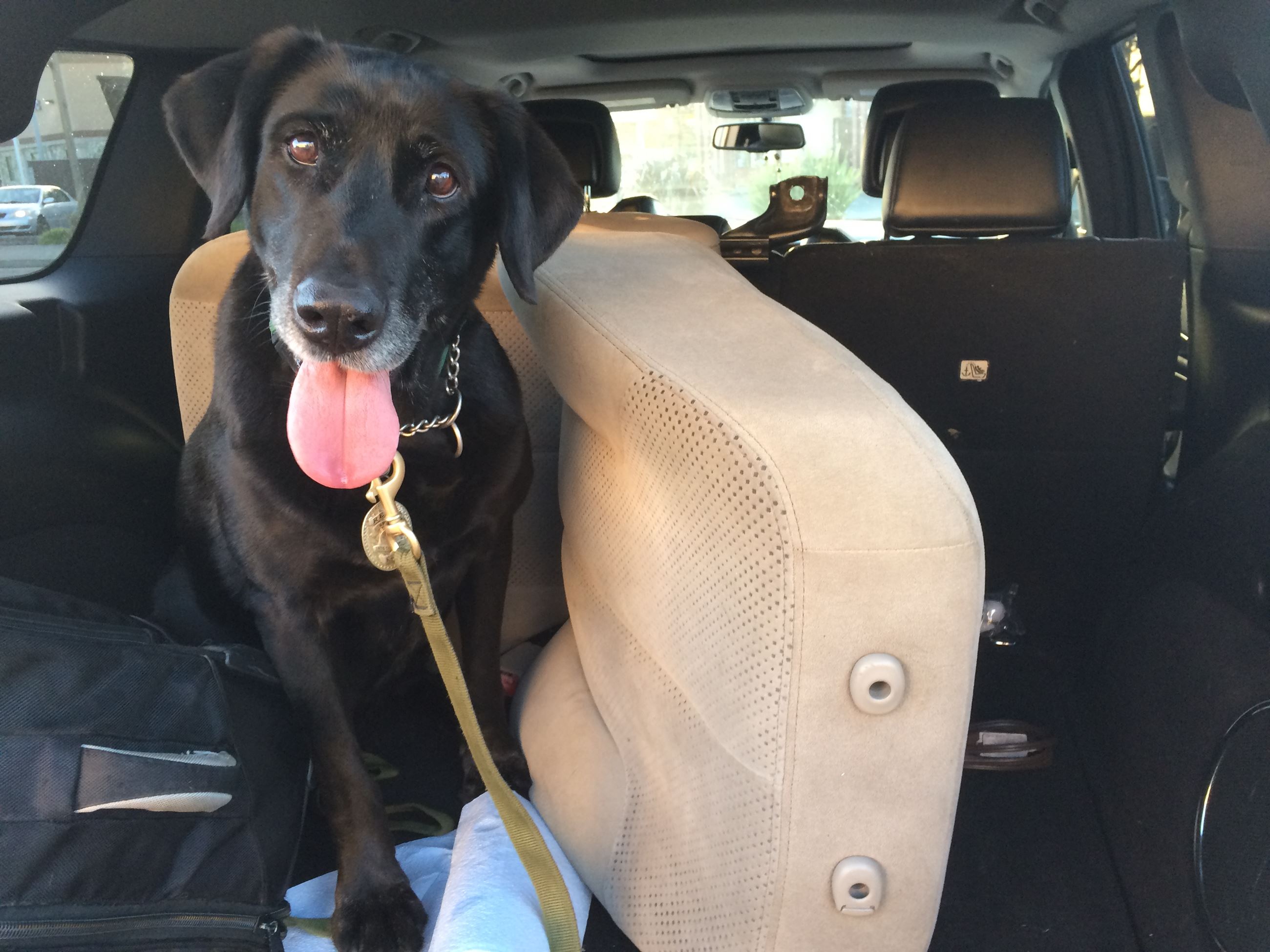 Narcotic Detection K-9 Reese