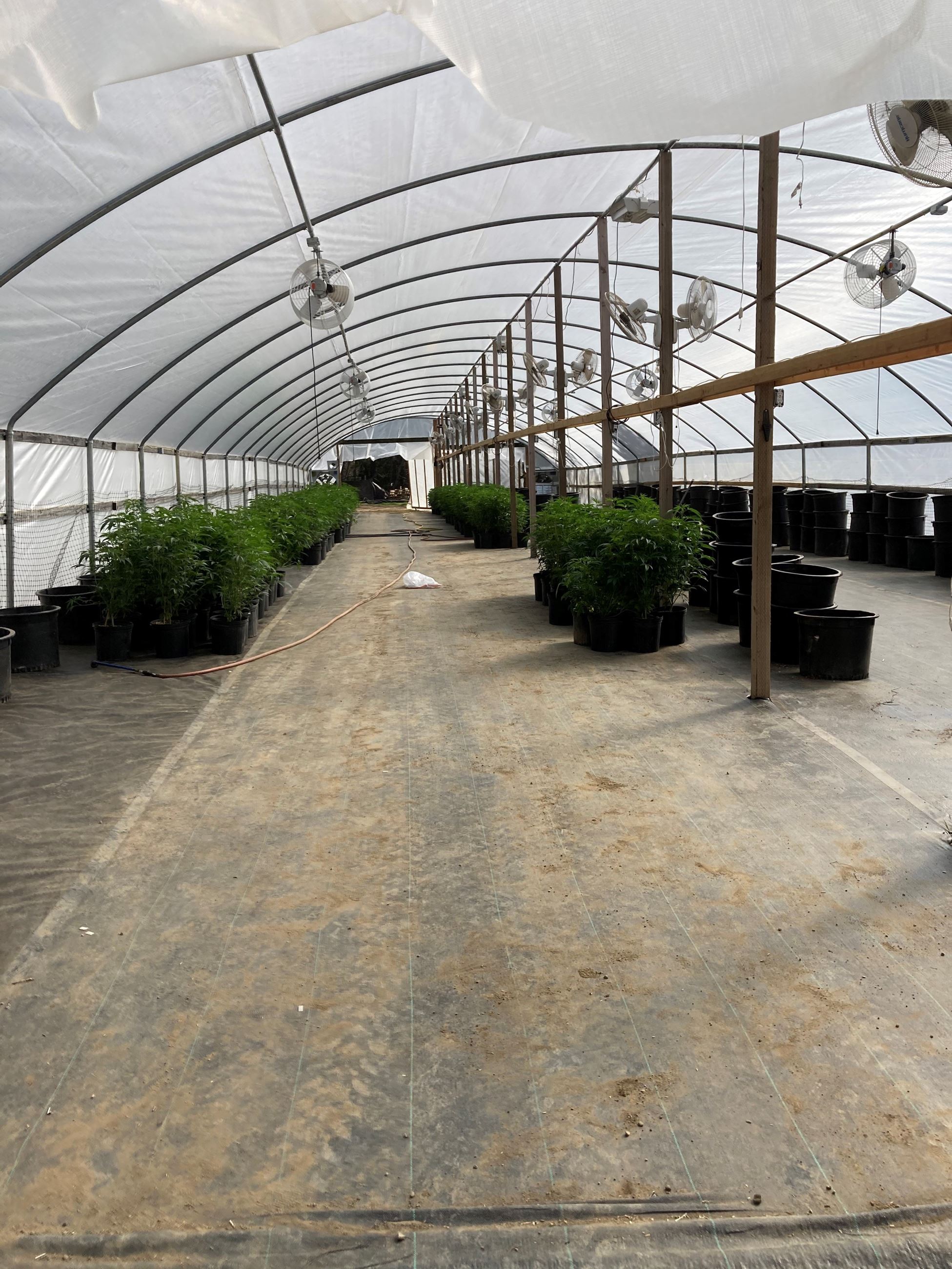 Cannabis cultivation in Dobbyn Creek area.