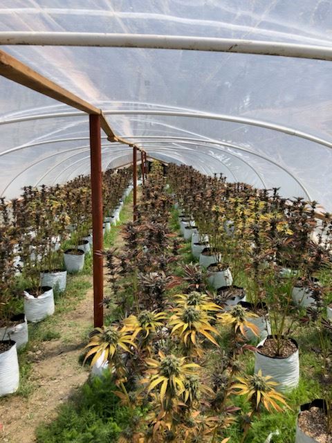 Cannabis growing in a greenhouse