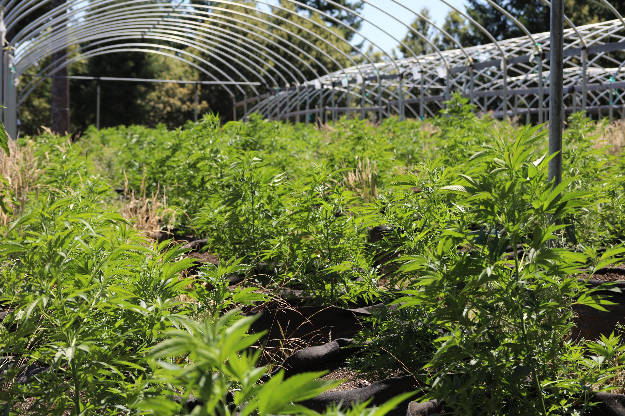 Growing cannabis plants