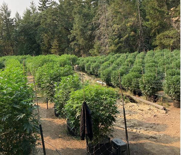 Growing cannabis plants