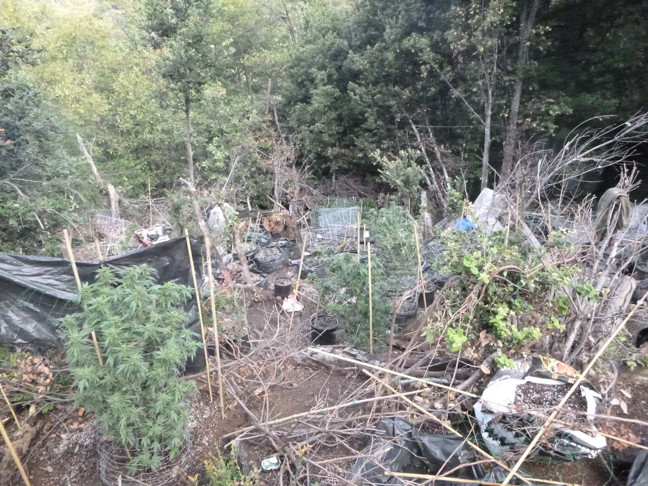 Marijuana Eradication - Case 201605245