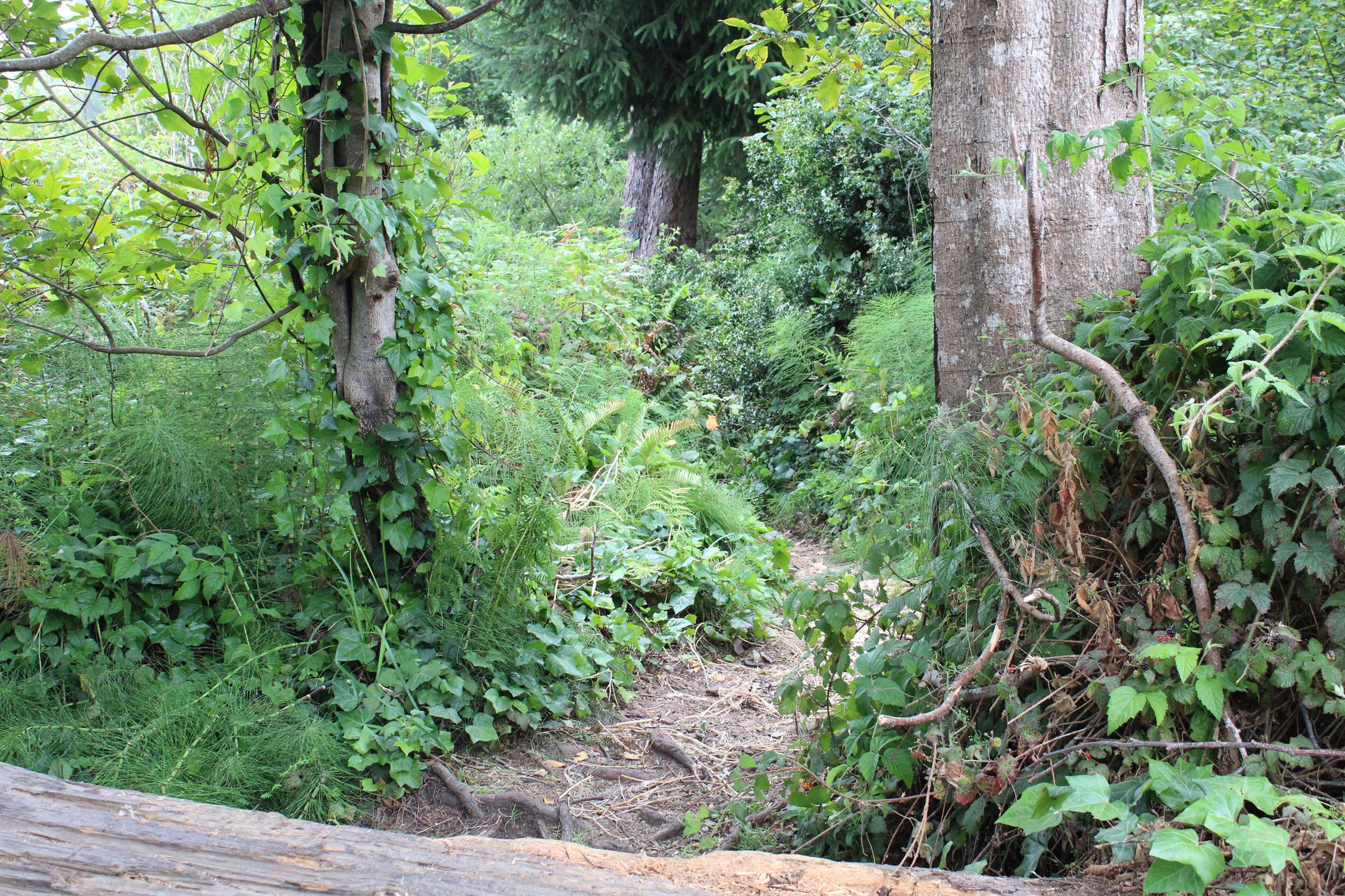 Central Avenue Camp #2