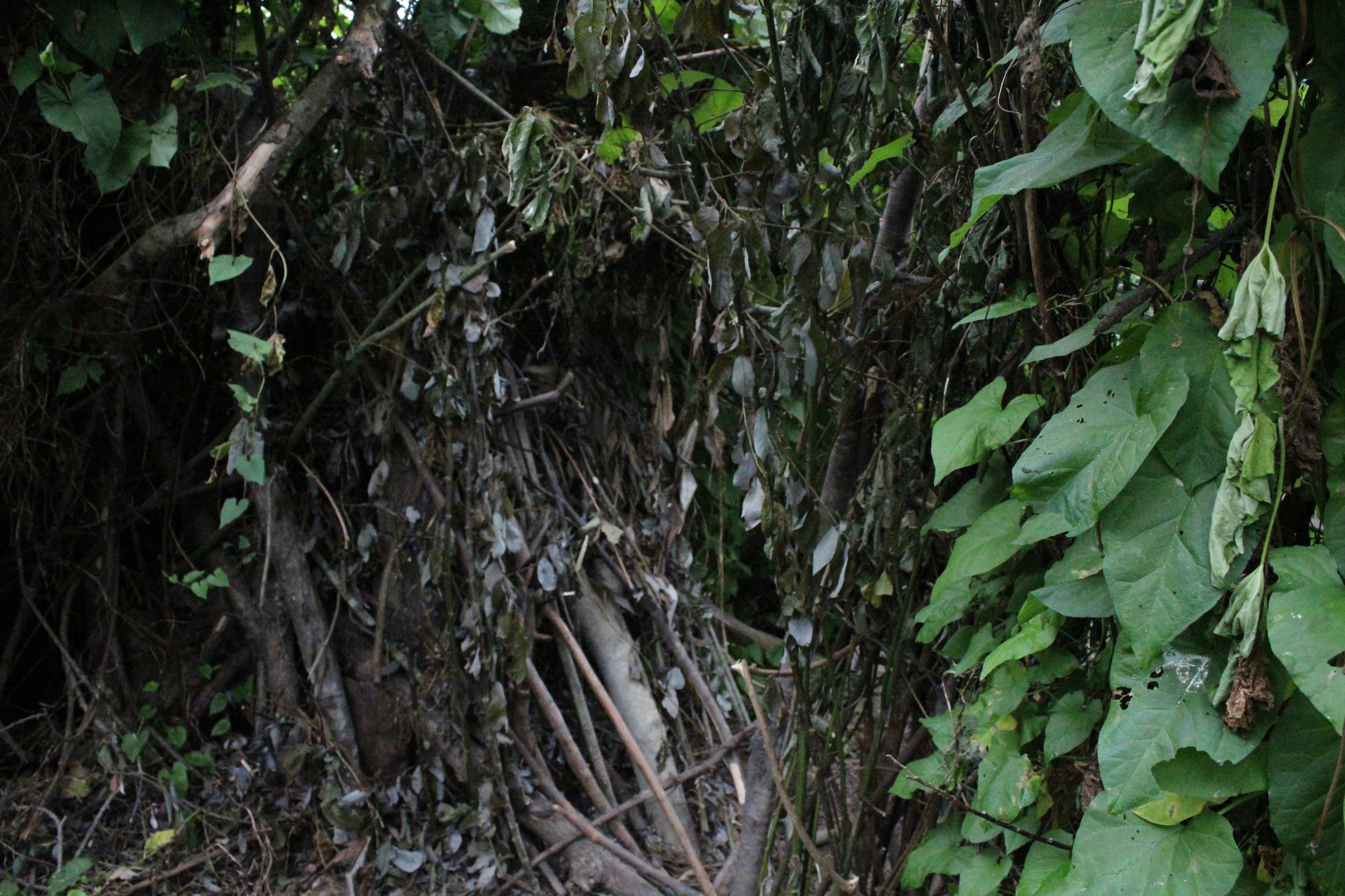 Mad River Campsite #1