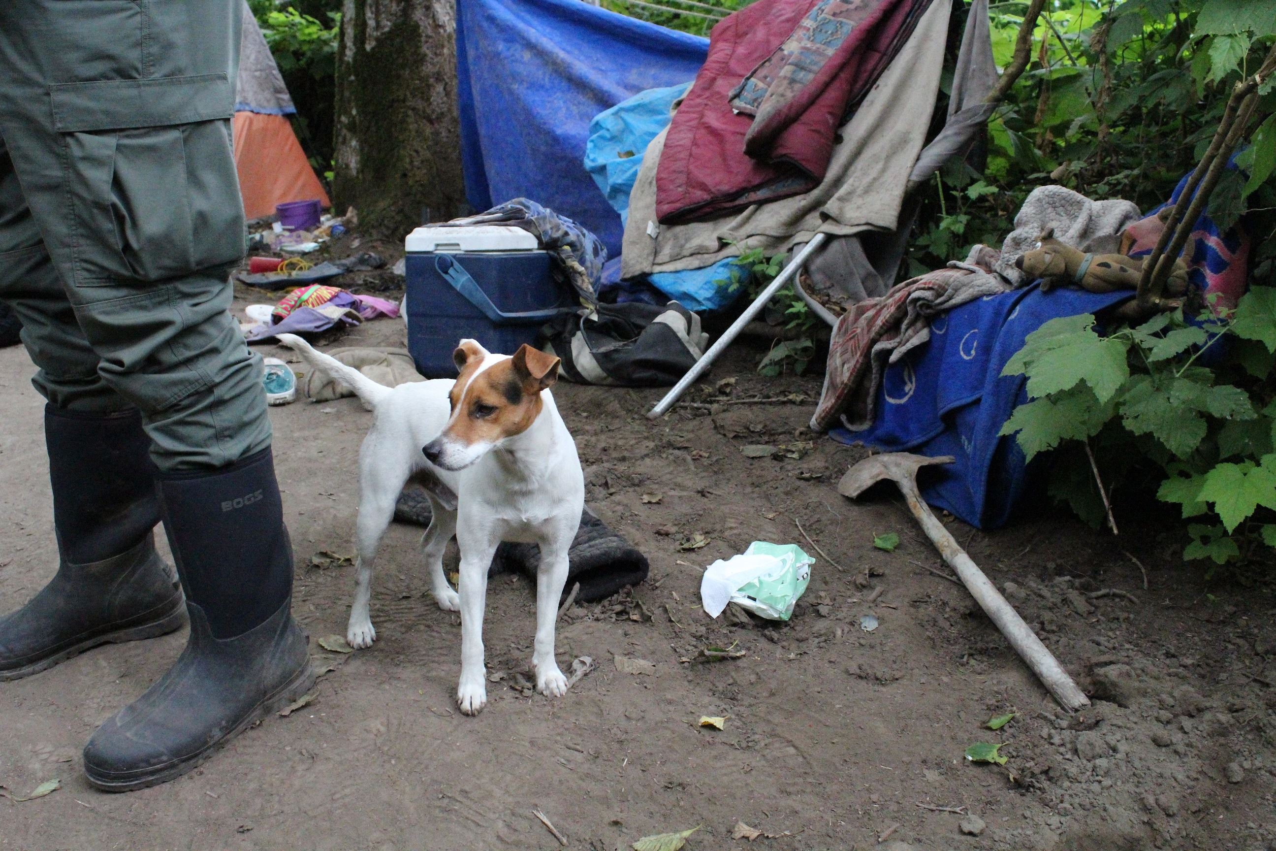 Mad River Campsite #2